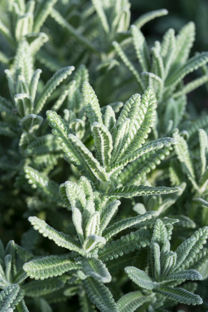 French lavender