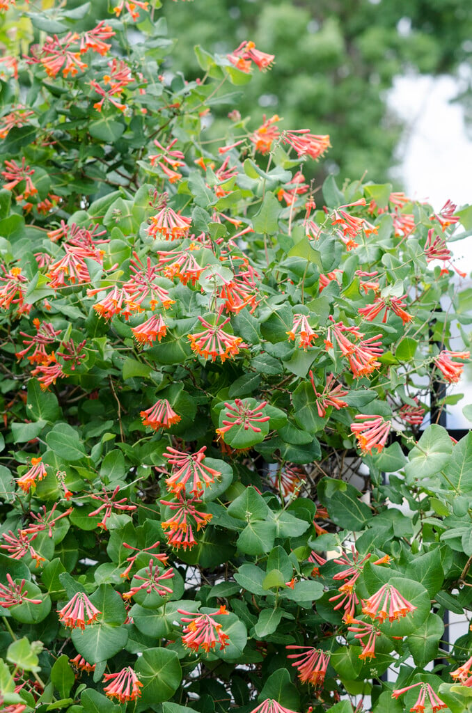 trumpet honeysuckle