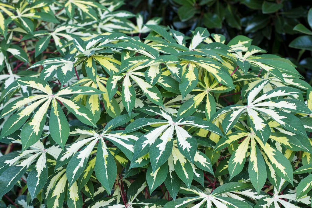 <i>Manihot</i> <i>esculenta</i> 'Variegata'