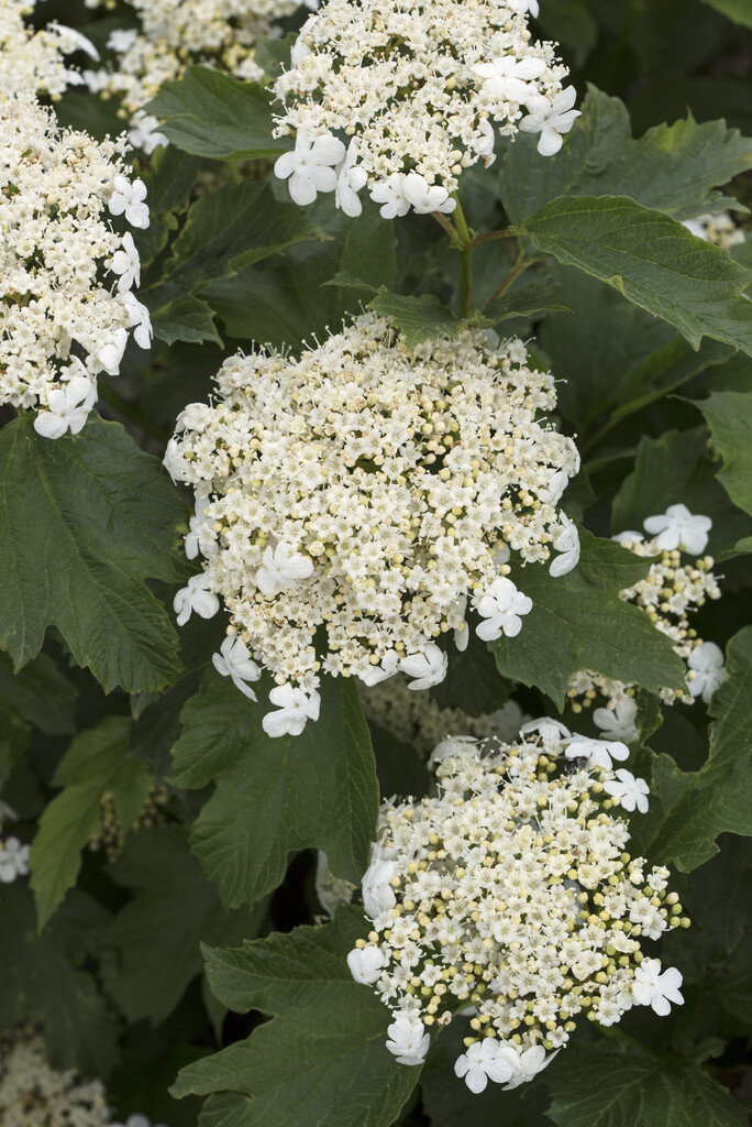 compact guelder rose