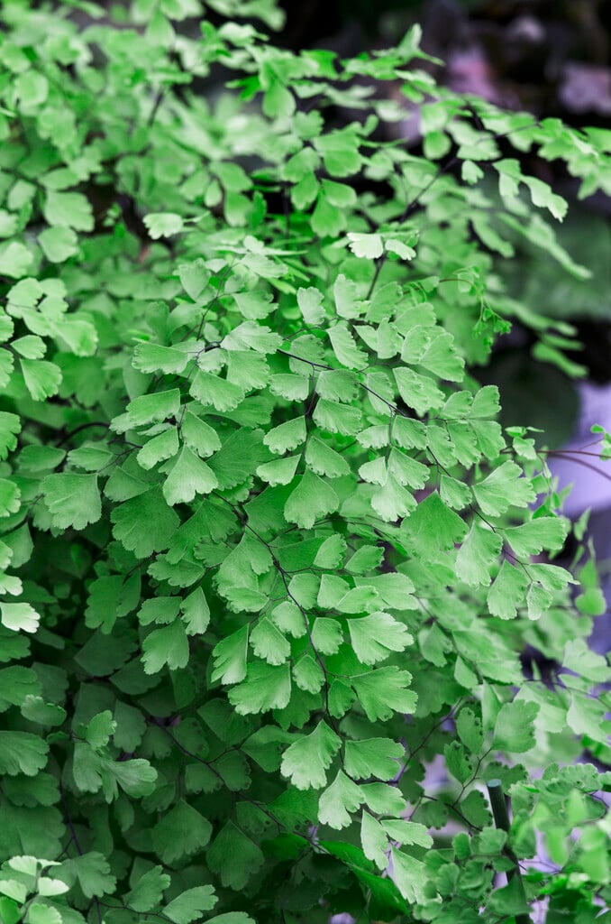 maidenhair fern