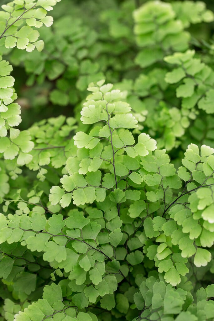 Delta maidenhair fern 'Fritz Lüthi'