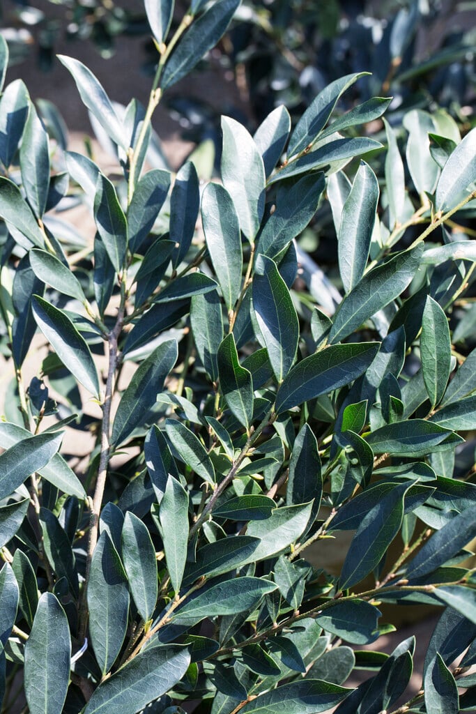 distylium [Blue Cascade]
