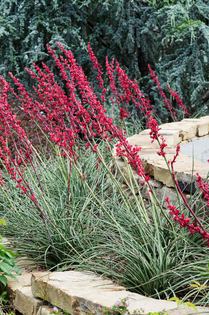 small-flowered hesperaloe