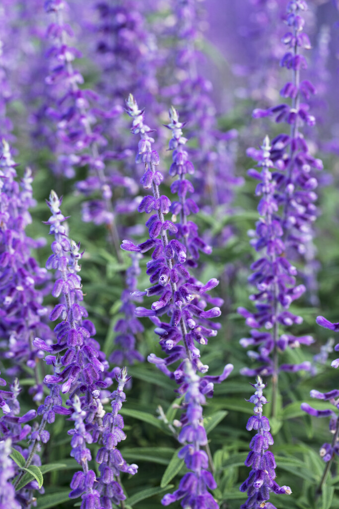 <i>Salvia</i> <i>leucantha</i> 'Santa Barbara'