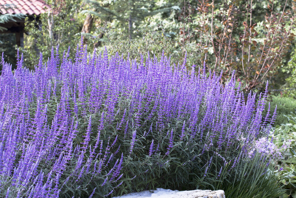 <i>Salvia</i> <i>leucantha</i> 'Santa Barbara'