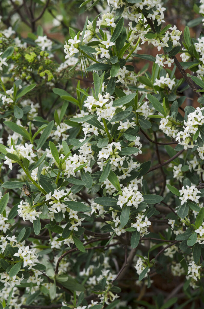 Plant image
