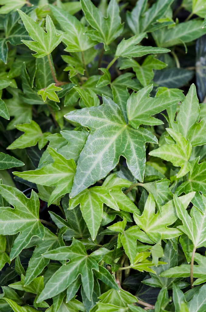 <em>Hedera</em> <em>helix</em> 'Needlepoint'