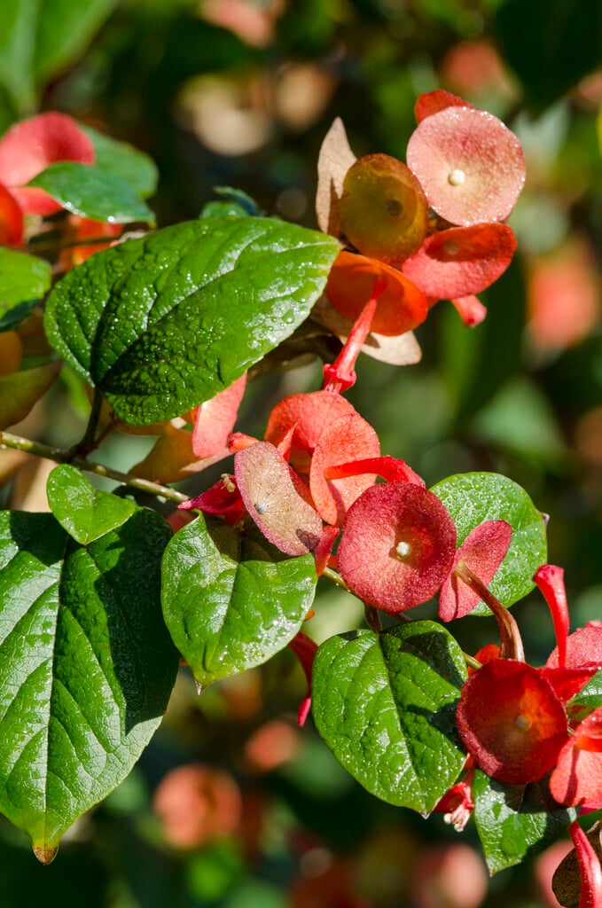 Chinese hat plant