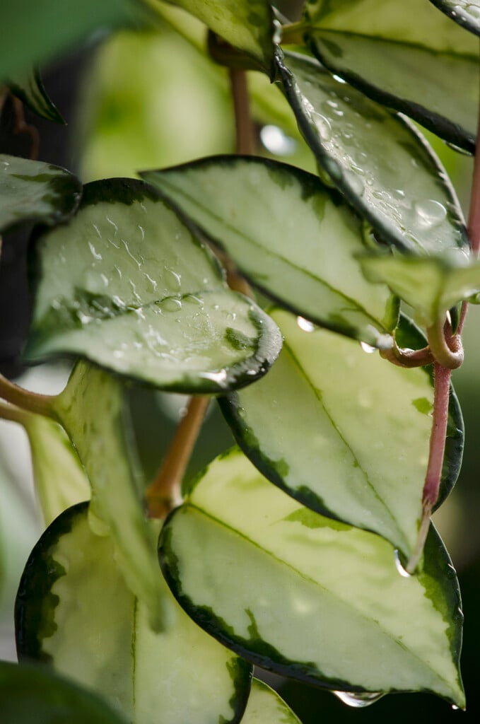 <i>Hoya</i> <i>carnosa</i> 'Variegata' (v)