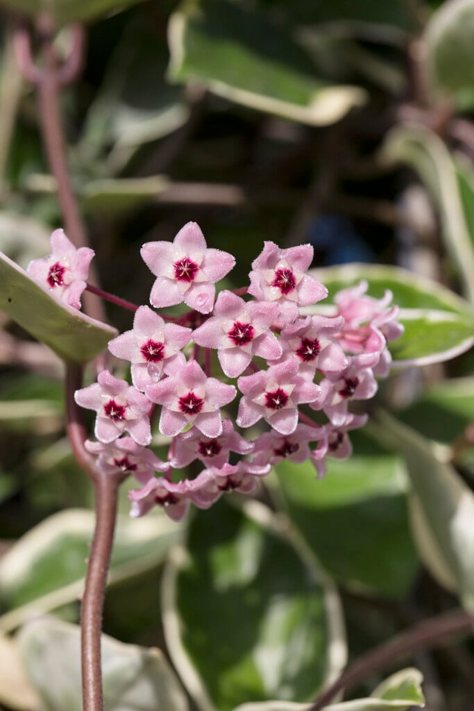 <i>Hoya</i> <i>carnosa</i> 'Variegata' (v)