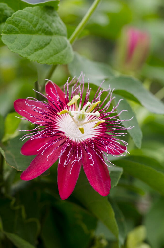 <i>Passiflora</i> 'Lady Margaret'