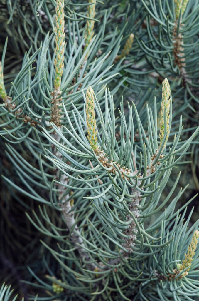 single-leaf pinyon