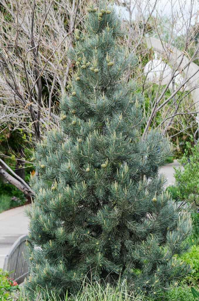 single-leaf pinyon