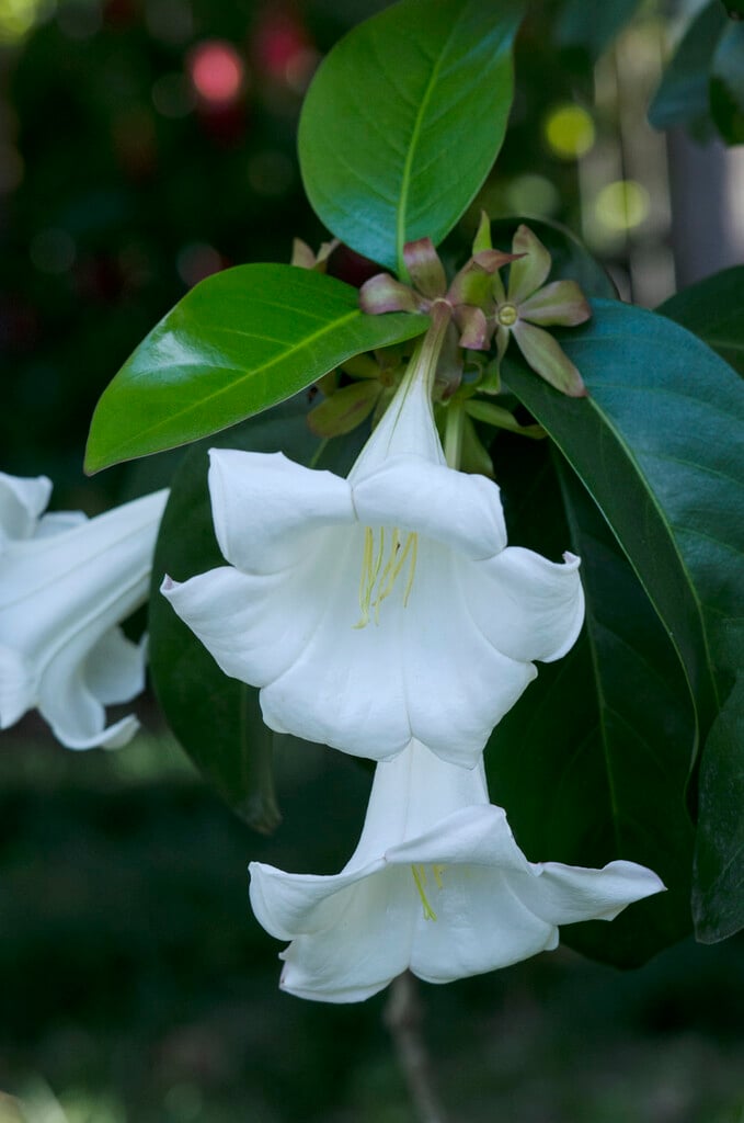 <i>Portlandia</i> <i>grandiflora</i>