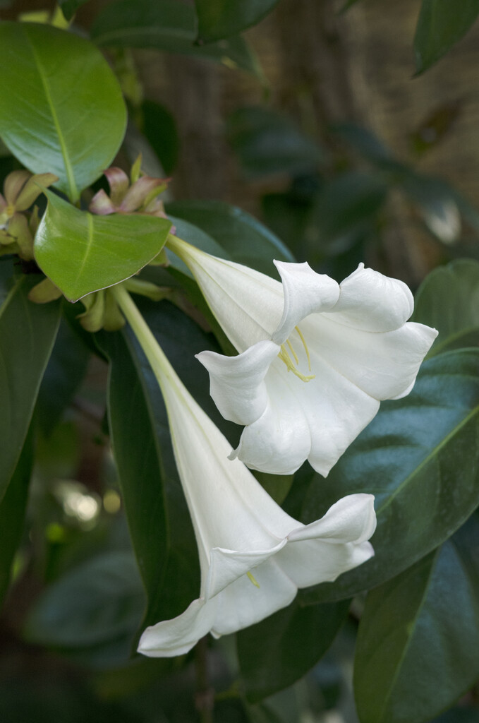 <i>Portlandia</i> <i>grandiflora</i>