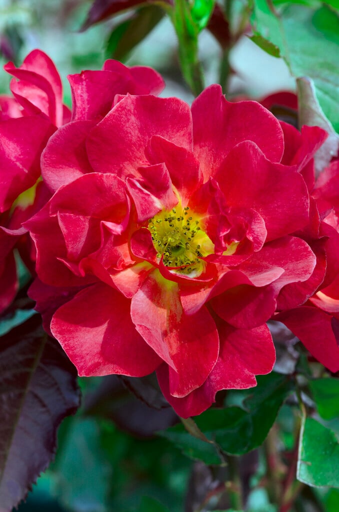 rose [Celebration Time]