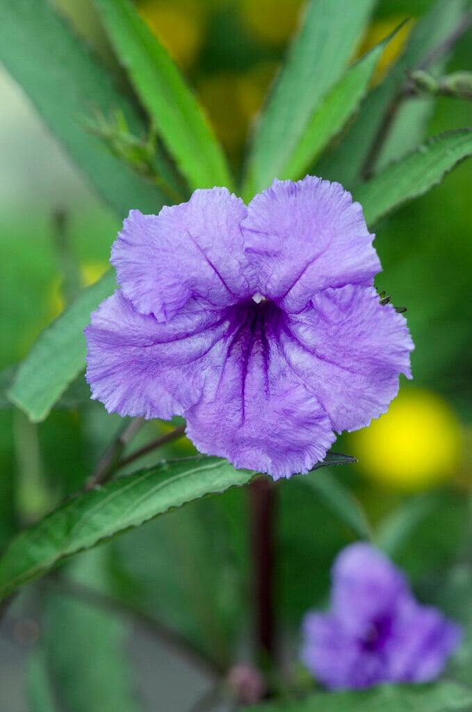 Mexican petunia