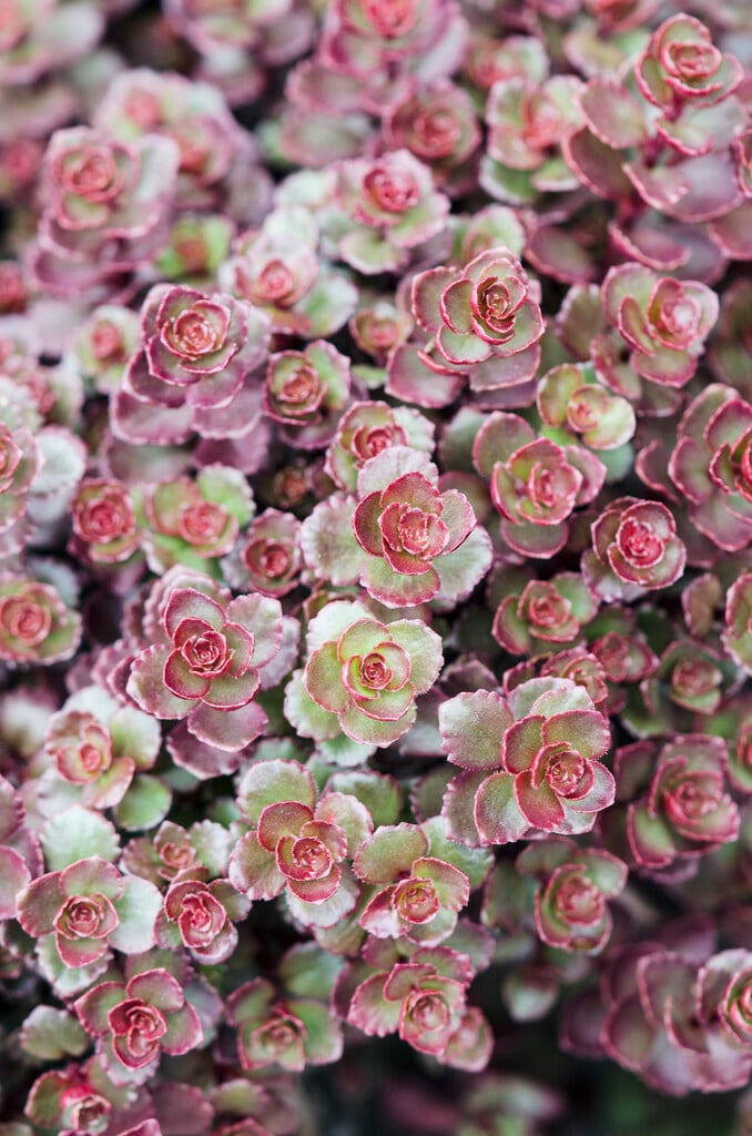 <i>Sedum</i> <i>spurium</i> 'Bronze Carpet'