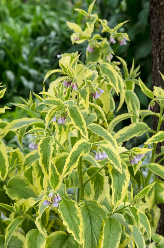 Russian comfrey 'Axminster Gold'
