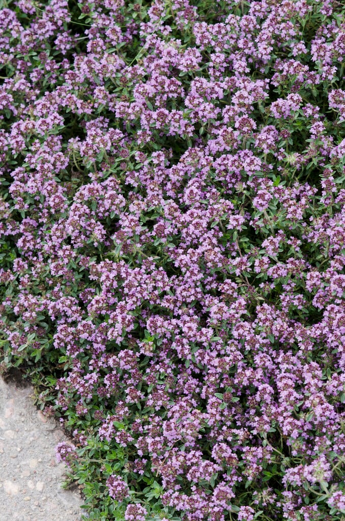 thyme 'Pink Chintz'