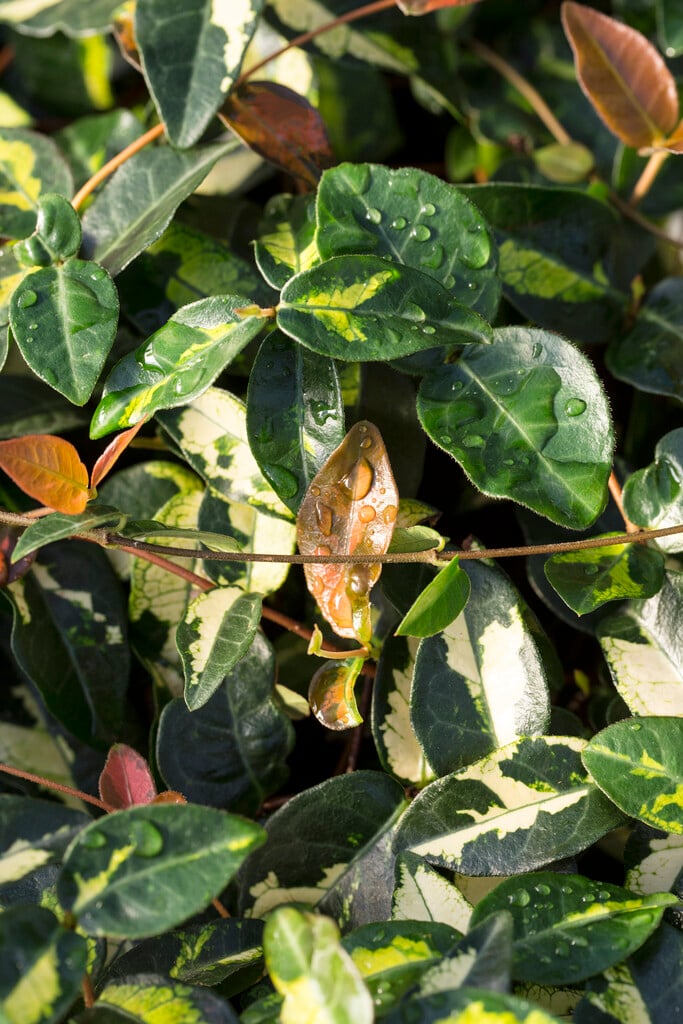 Asiatic jasmine 'Summer Sunset'