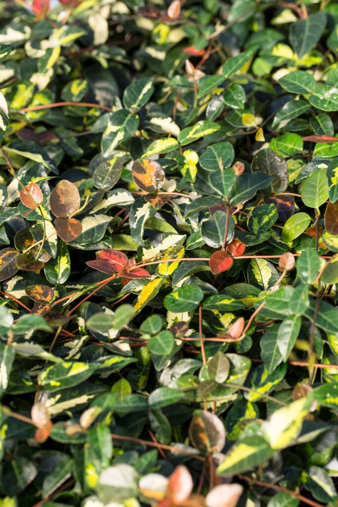 Asiatic jasmine 'Summer Sunset'