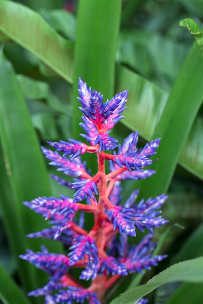 <i>Aechmea</i> 'Blue Tango'