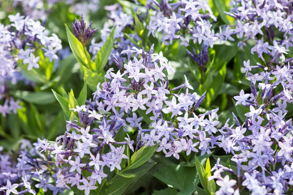 bluestar 'Blue Ice'