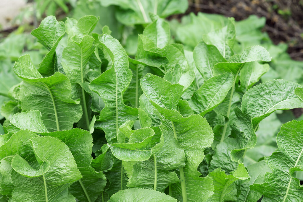 horseradish