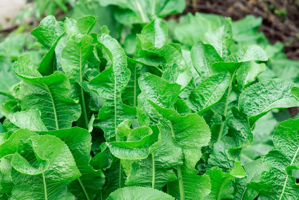 horseradish