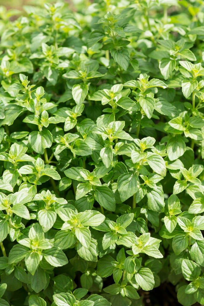 lesser calamint