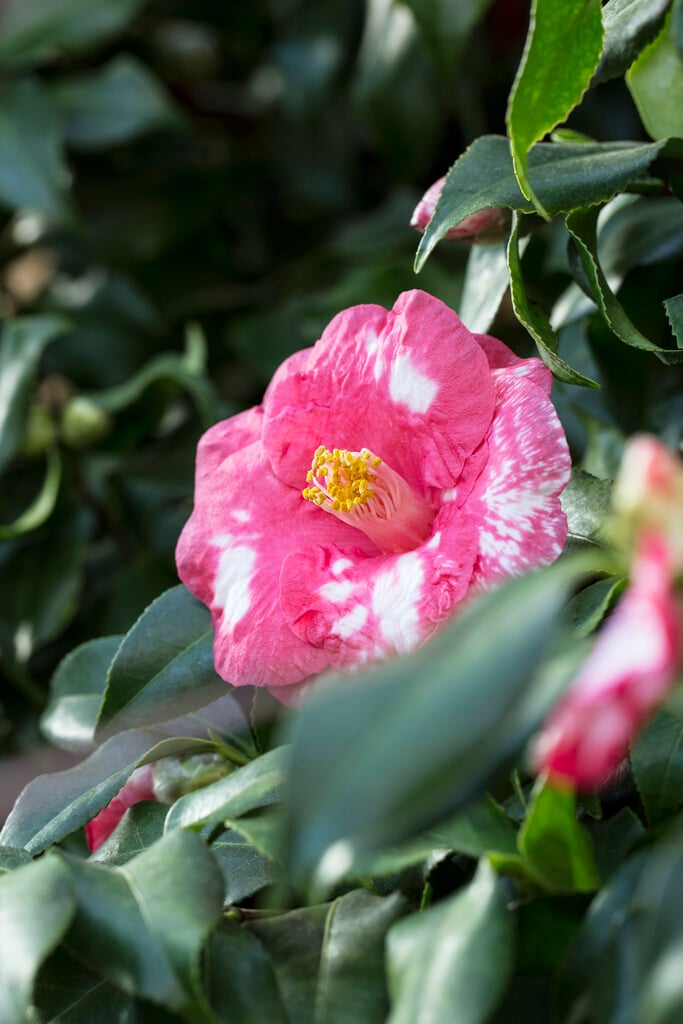 camellia 'Lady de Saumarez'