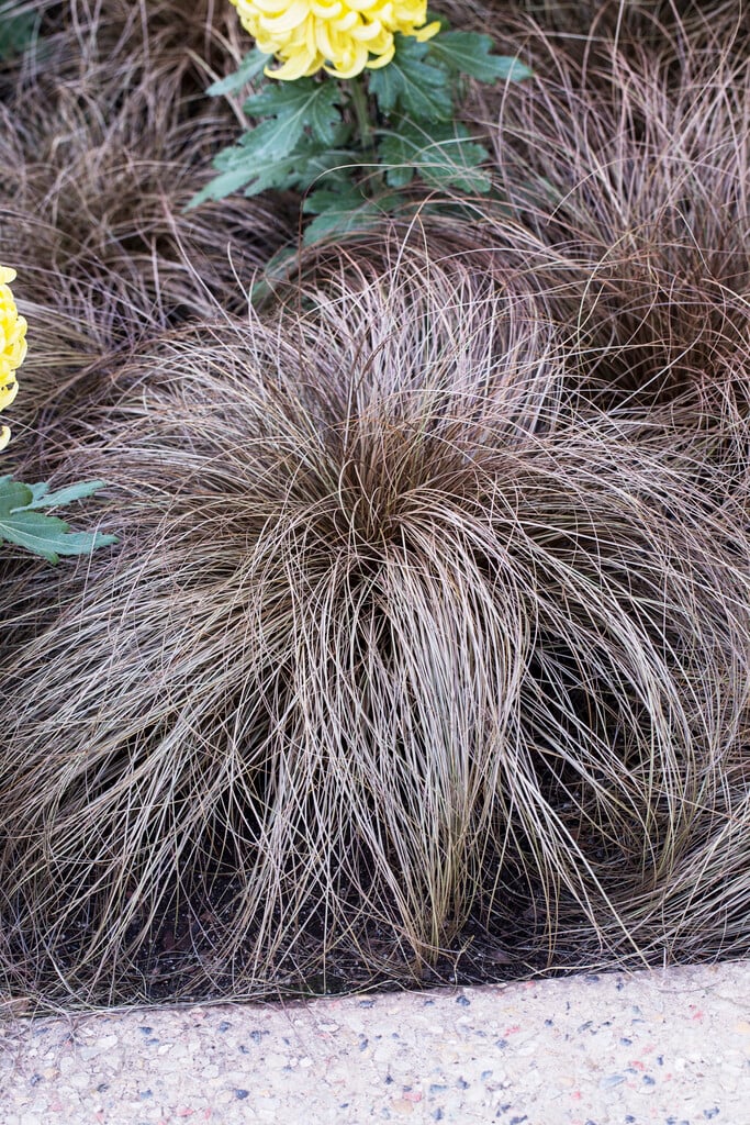 Carex &Toffee Twist& Grass Like/RHS Gardening