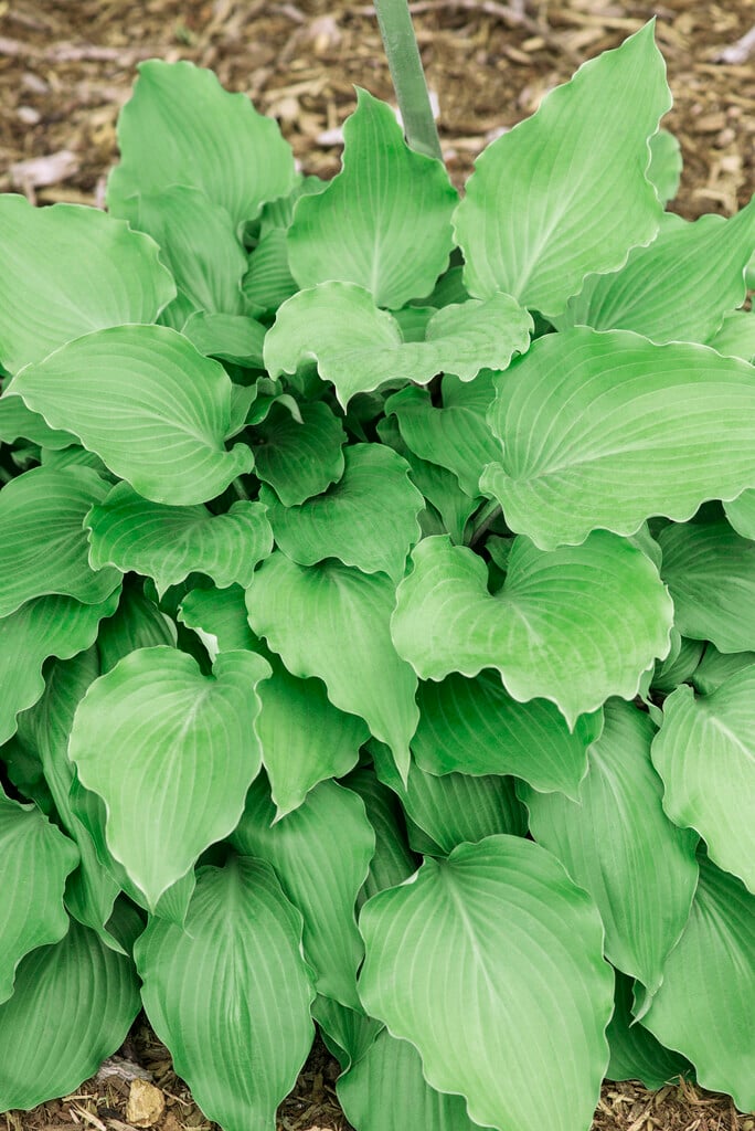 plantain lily 'Marilyn Monroe'