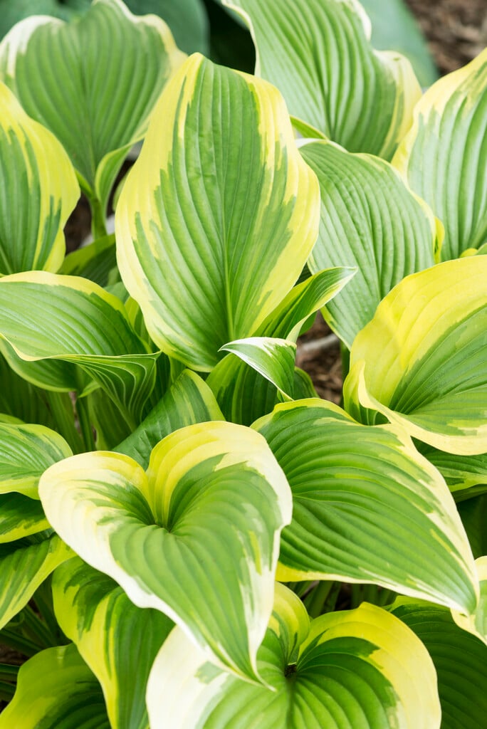 plantain lily 'Aureomarginata'
