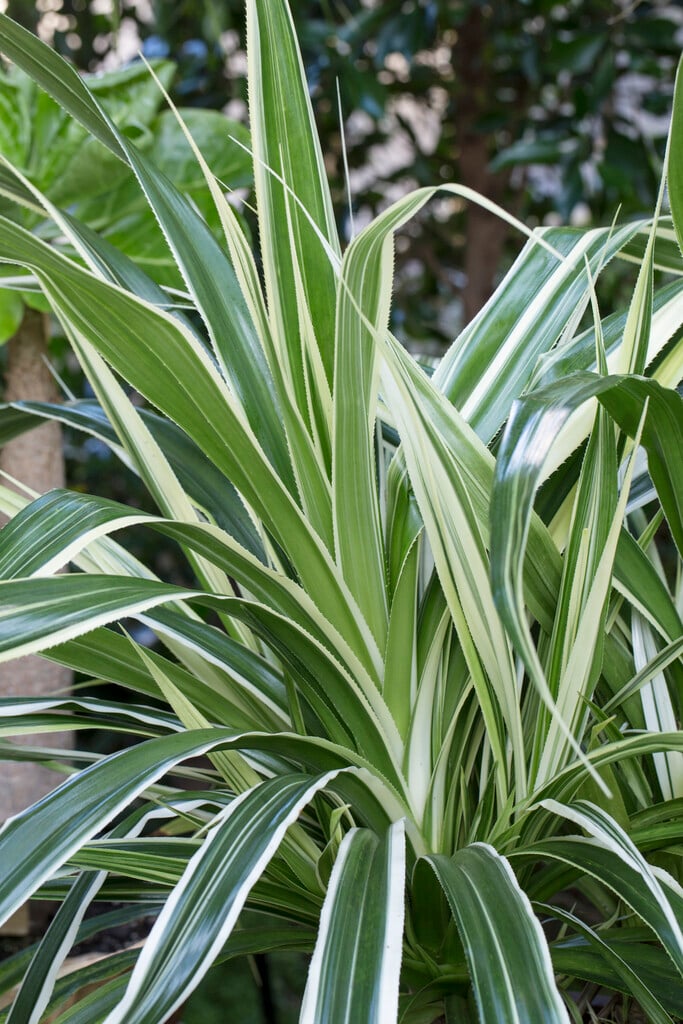 <i>Pandanus</i> <i>baptistii</i>