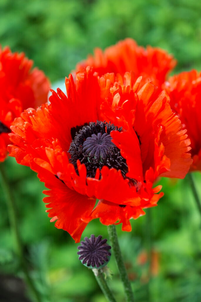 oriental poppy 'Türkenlouis'