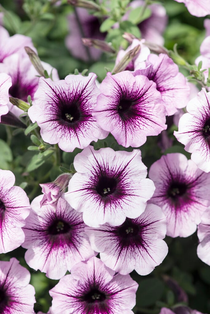 <i>Petunia</i> [<span style="font-variant: small-caps;">Supertunia Bordeaux</span>] ('Lanbor') (Supertunia Series)