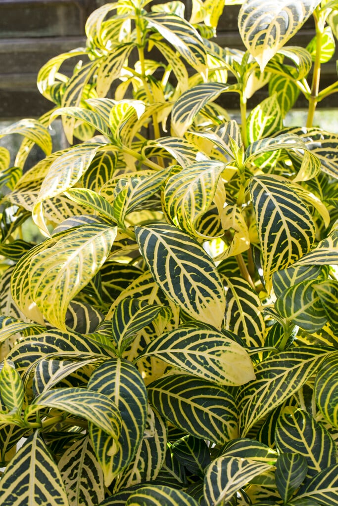 <i>Sanchezia</i> <i>speciosa</i>