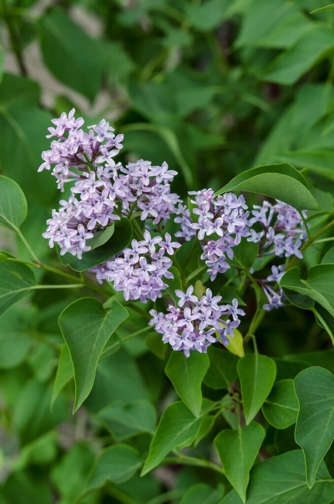 Persian lilac