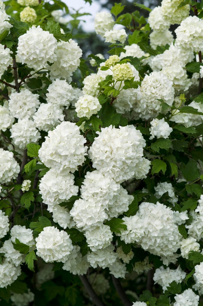 red guelder rose