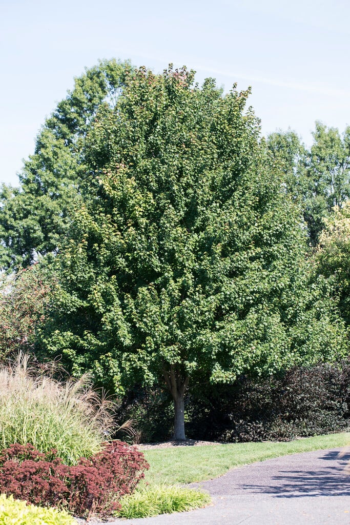 red maple 'Sun Valley'