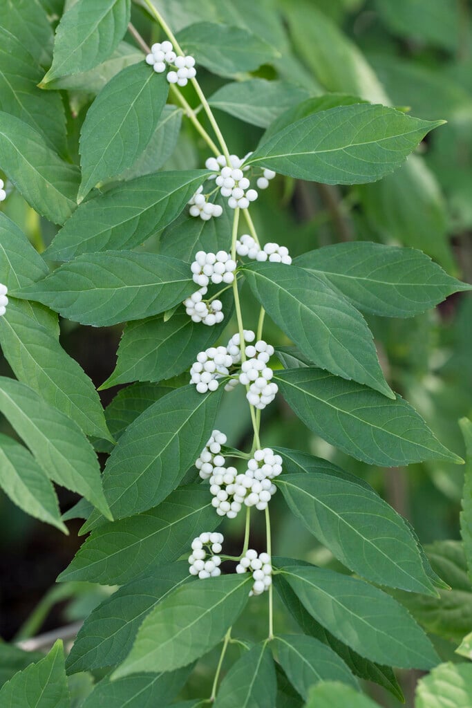 purple beautyberry