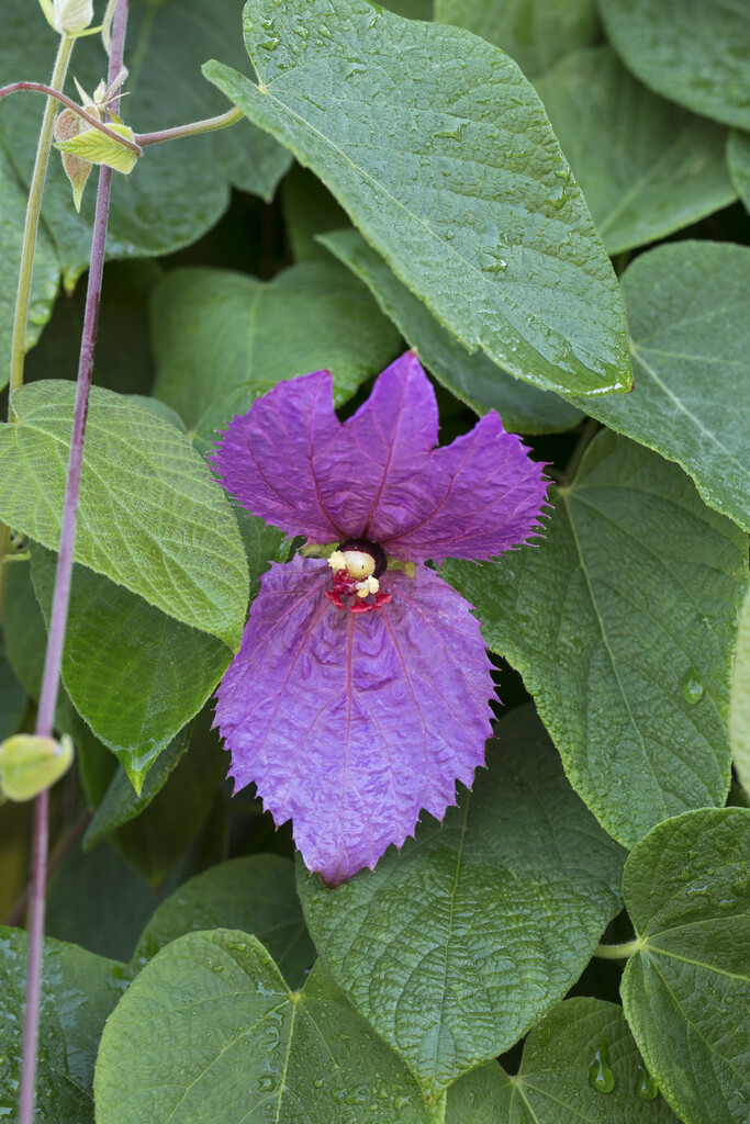 <i>Dalechampia</i> <i>aristolochiifolia</i>