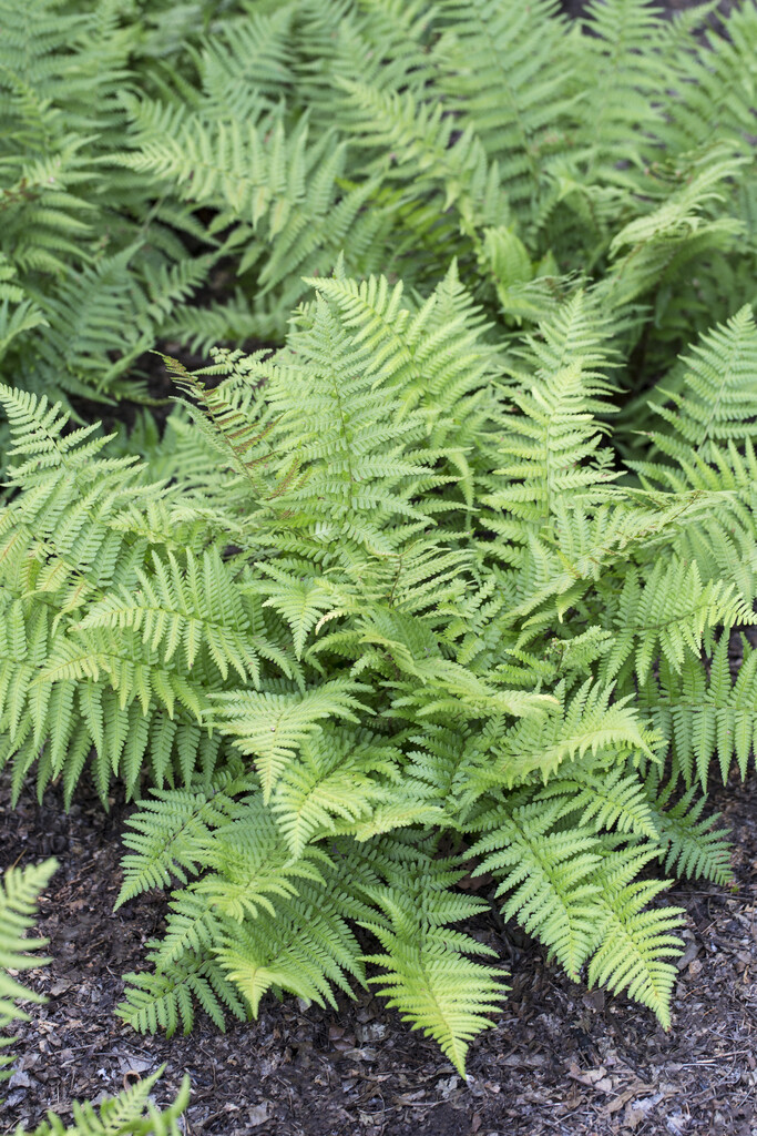 scaly male fern