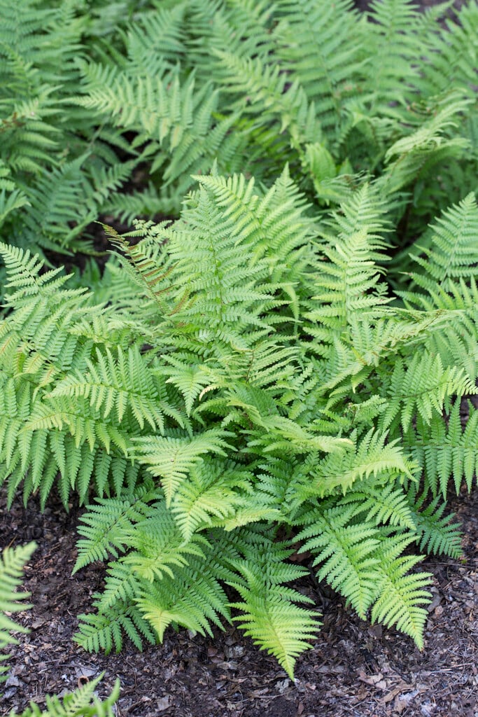 scaly male fern