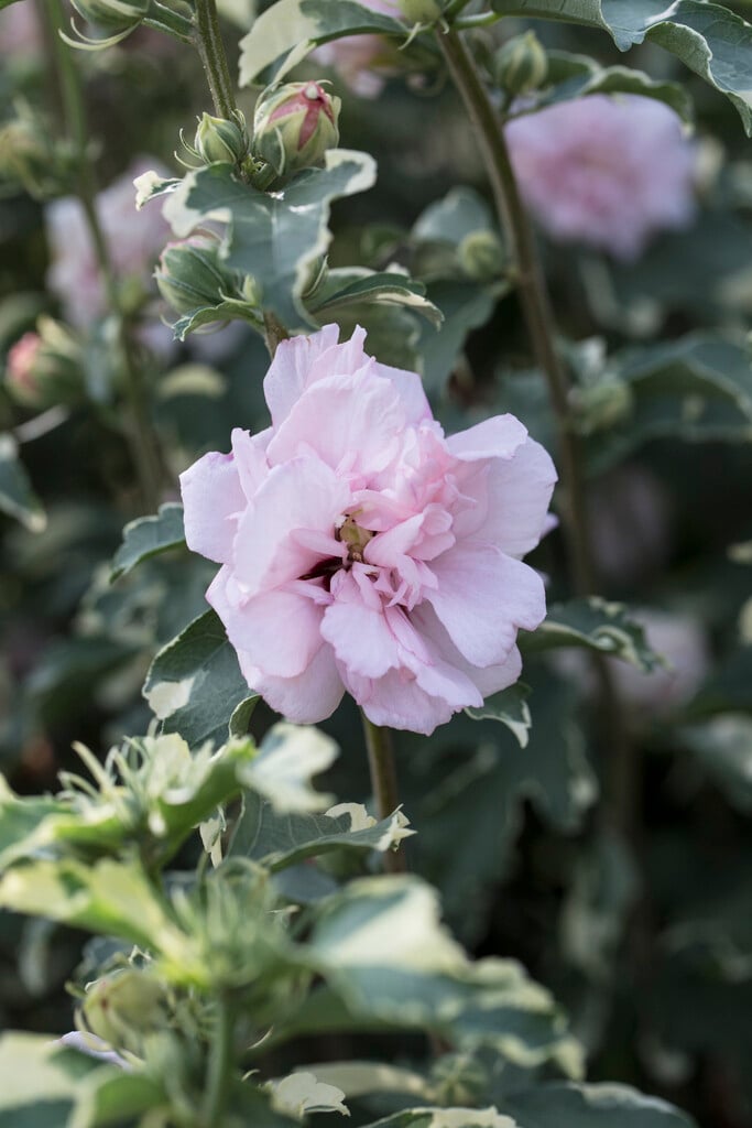 rose of Sharon 'America Irene Scott'