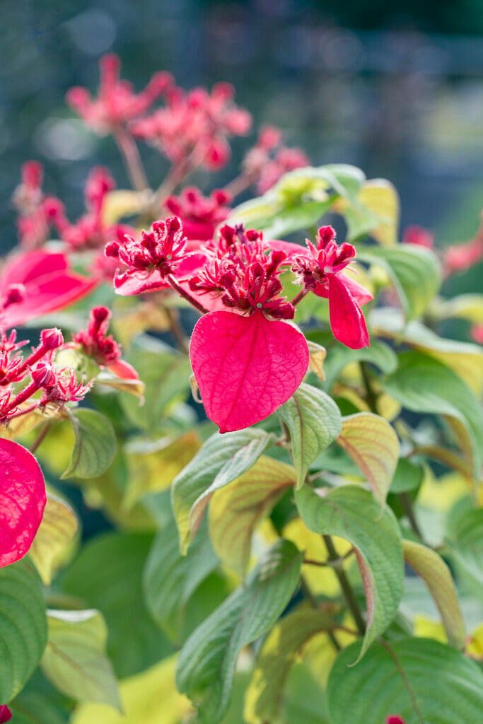 <i>Mussaenda</i> <i>erythrophylla</i>