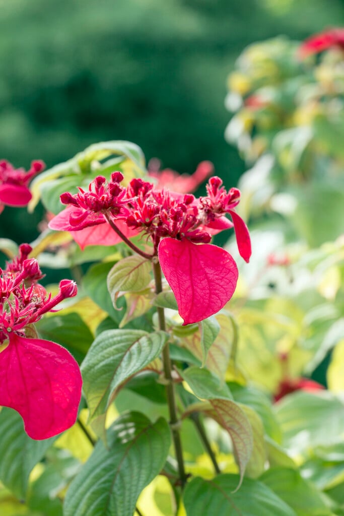 <i>Mussaenda</i> <i>erythrophylla</i>